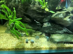 Rare Blue Ramshorn snail for aquarium fish tank planted tank