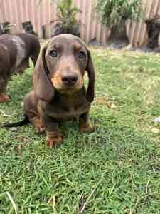 1 gorgeous miniature daschund ready for his forever home 