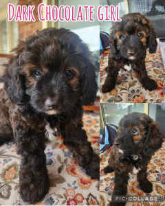 only 1 little girl left. Beautiful CAVOODLE 