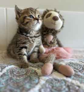 British shorthair Kitten female BEATRIX POTTER & CREAM playful loving