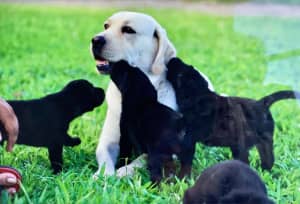 Pure Bred Labrador Puppies
