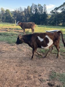 Updated 25/3/24 steers bulls heifers cows from $200