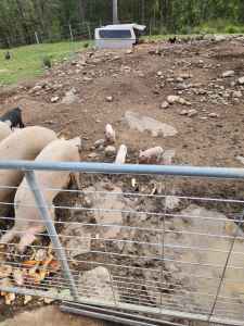 Several Pigs for sale 