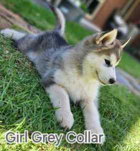 All sold pending pick-up- Siberian Husky puppies for sale 