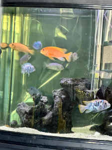 African cichlids- whole set needs to go!!!