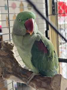 Alexandrine parrot for sale