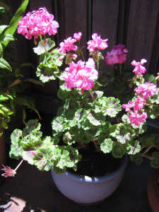 Geraniums with Pink Flowers in a big clay pot