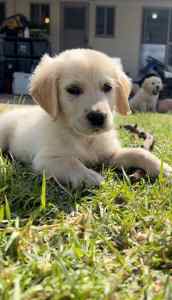 MALE GOLDEN RETRIEVER PUPPY - ready for new home now
