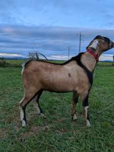 10month old purebred Anglo Nubian buck