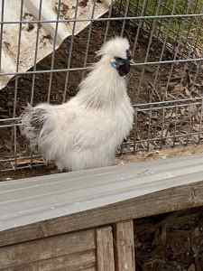 Silkie cockerels from show lines looking for new loving homes