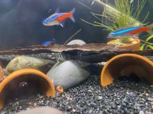 2x Bristlenose Pleco Catfish Common