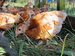 SOLD OUT - Young ISA Brown Pullets (hens/females) - backyard layers