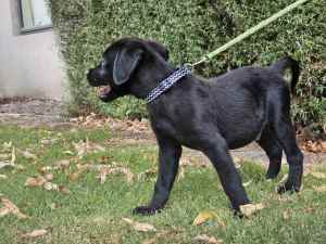 12 weeks Labrador Retriever male black puppy for sale