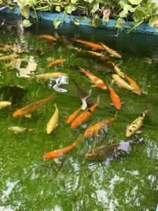 Koi fish for sale 20cm to 50cm