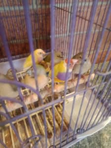 Parrot finches golden yellow
