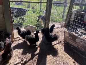 Silkie Rosters