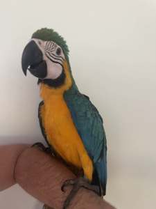 Blue and gold macaw hand raised baby