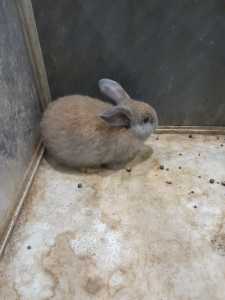 Baby lop Rabbits 9 week old baby bunny rabbit Also white male 14mths