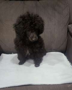 Beautiful Male Toy Poodle DNA Clear