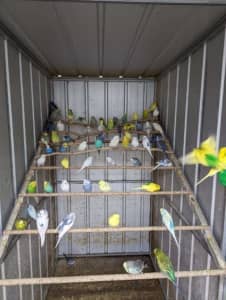 Budgie sale 2 stores Hoppers Crossing, Ferntree Gully 
