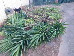 agapanthers.yukkas and agaves.FREE PLANTS