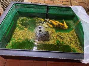 Fish Pond (Fibreglass for sale), beautiful KOI in various sizes