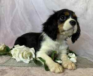 Beautiful King Charles Cavalier Male Pup for Sale