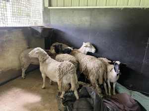 Dorper Lambs and Rams