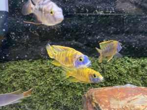 Africans cichlids/7-9 cm/ from $25 each 