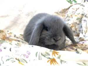 🌟 Pure Mini Lop baby rabbits 🌟 *SOLD*