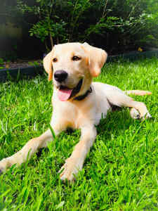 7 month Golden Labrador