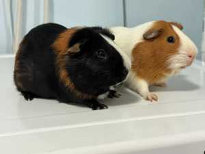 x2 male guinea pigs free to good home