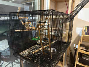 Cage with all toy included 
