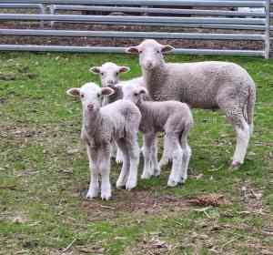 Bottle fed lambs