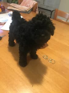 PUREBRED Toy Poodle Male