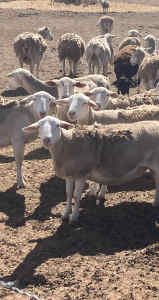 Dorper x Australian White Sheep/ Ewes - In Lamb