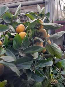 Giro persimmon fruit tree for sale!
