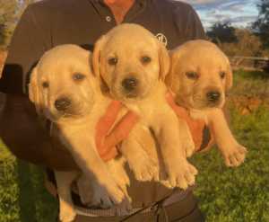Dogs West Registered Purebred Labrador Puppies available now