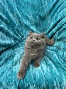 British shorthair kitten Ancats pedigree All vet work complete
