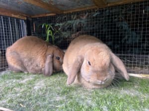 Bunnies - 2 x Mini Lop, Hutch, enclosure