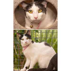 4905 : Mindy - CAT for ADOPTION - Vet Work Included