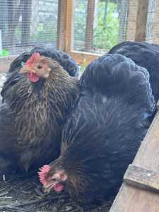 Beginner Poultry Workshop
