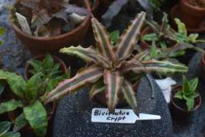 Cryptanthus Bivittatus In Terracotta Pot - Fantastic Bromeliad!