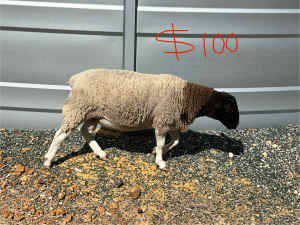 Dorper Ram and 4 ewes for sale