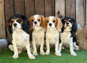 Sweet Cavalier Puppies Available Now! 
