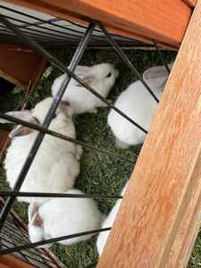 Baby rabbits for sale (4 available)