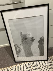 Llama picture print