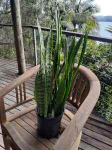 Pot of 24 Dracaena Trifasciata Mother-in-law tongue snake plants