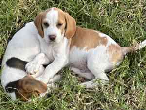 Beagle Boy- ready to go now!