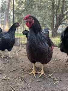 Purebred Wyandotte Roosters 6-8 months old different colours available